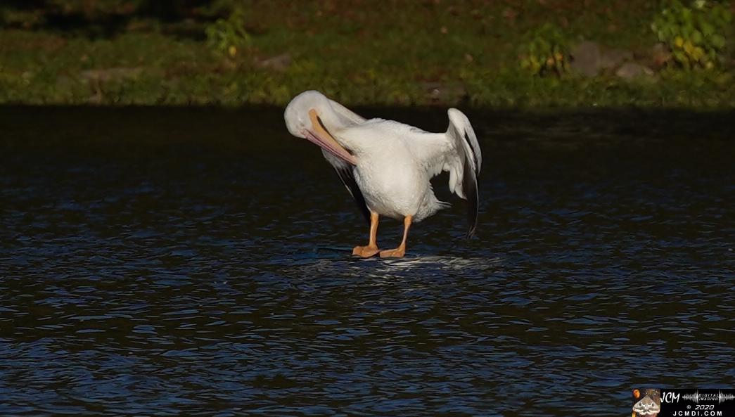 20201030 Old Hickory Lake TN Pelicans